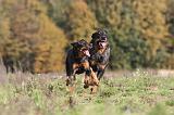 BEAUCERON 353